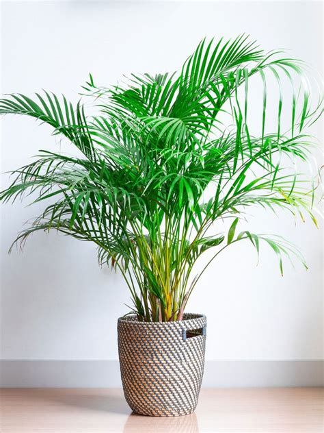 areca palms indoor